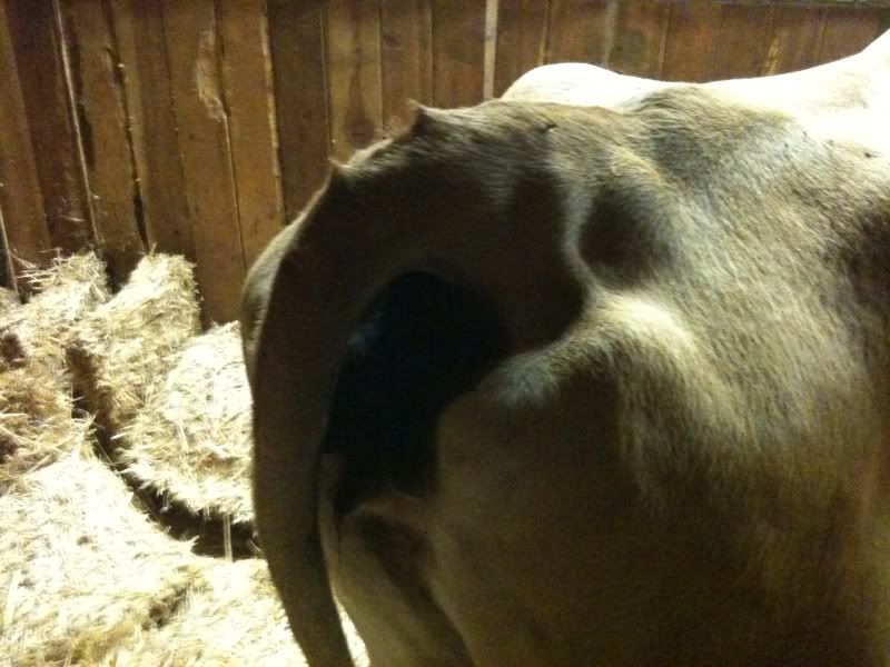 Five days late... ugh - Cattle