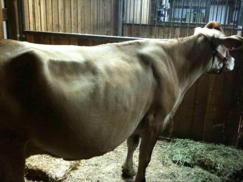 Five days late... ugh - Cattle