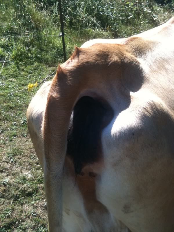 Five days late... ugh - Cattle