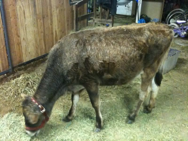 Yearling calf not shedding out yet.. - Cattle