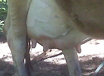 Put in your guesses on  birth day - pictures - Cattle