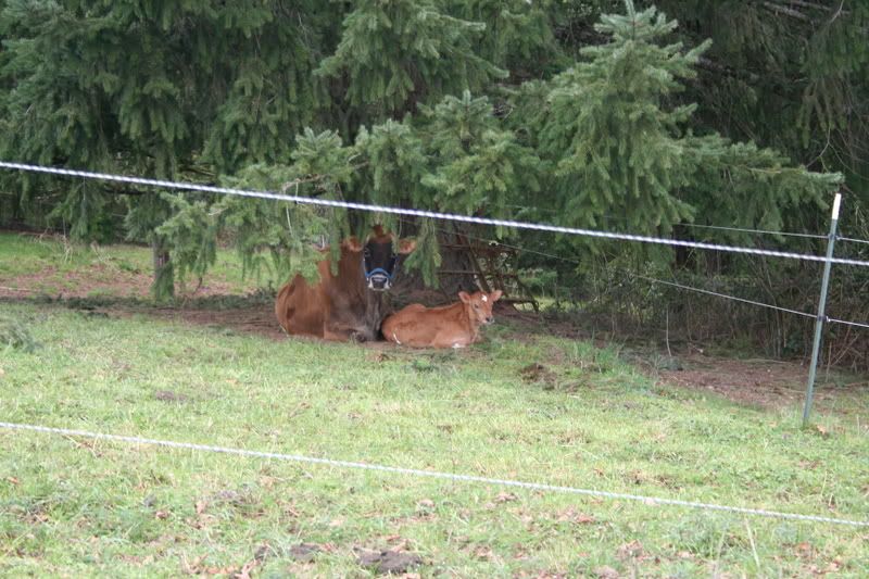 Violet and calf (pic) - Cattle