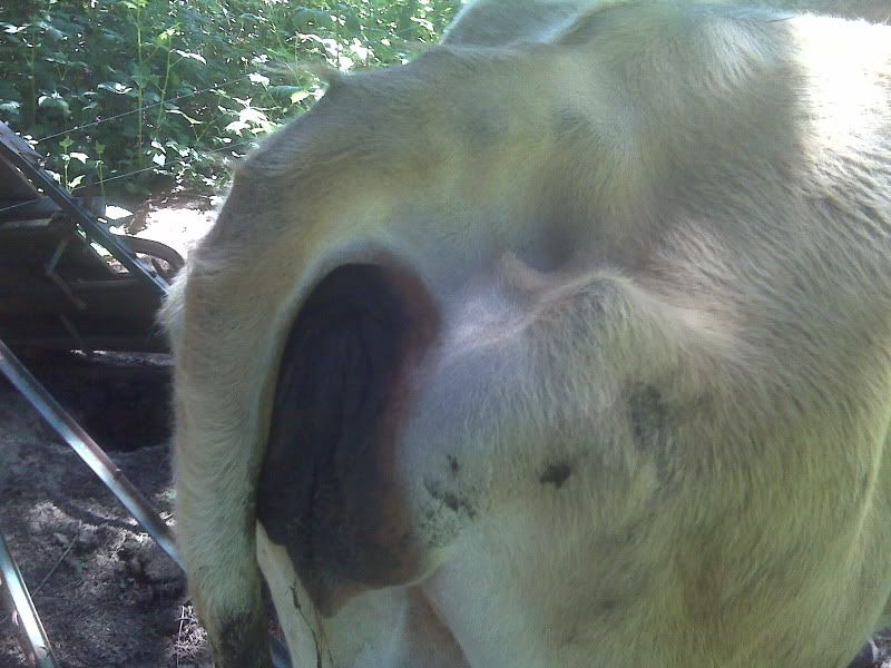 Five days late... ugh - Cattle