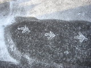 peacock tracks