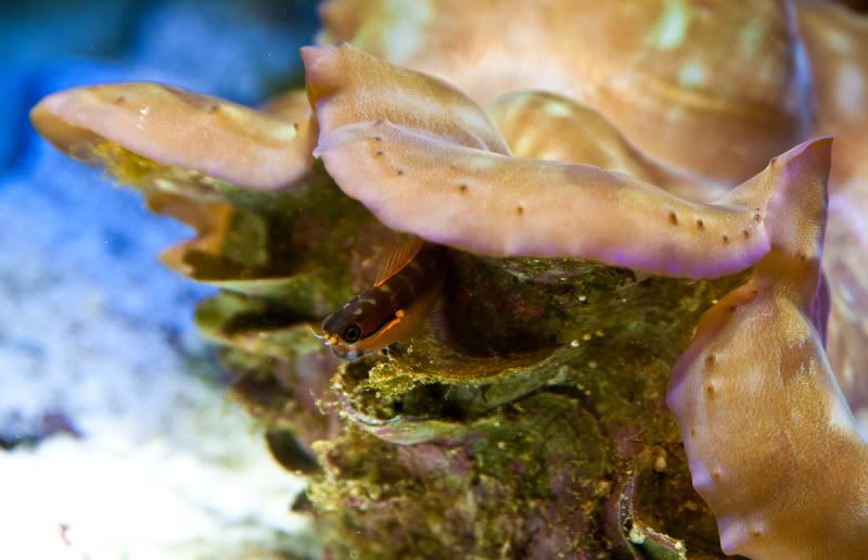 IMAGE: http://i68.photobucket.com/albums/i22/chonhzilla/IMG_1279.jpg