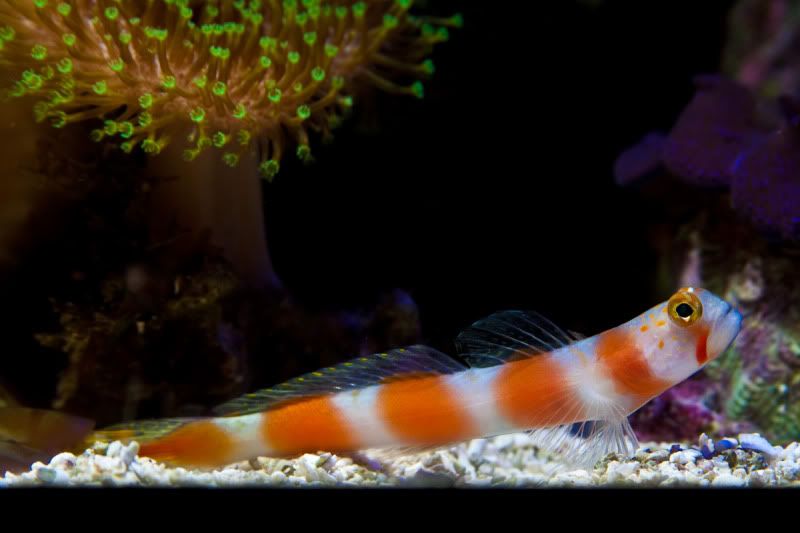 IMAGE: http://i68.photobucket.com/albums/i22/chonhzilla/IMG_1301.jpg