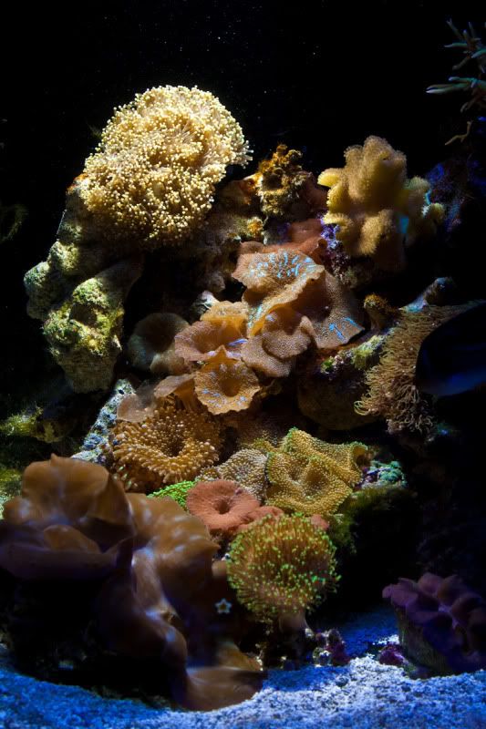 IMAGE: http://i68.photobucket.com/albums/i22/chonhzilla/IMG_1313.jpg