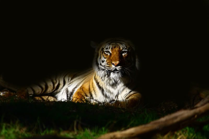 IMAGE: http://i68.photobucket.com/albums/i22/chonhzilla/Tiger-attempt1.jpg