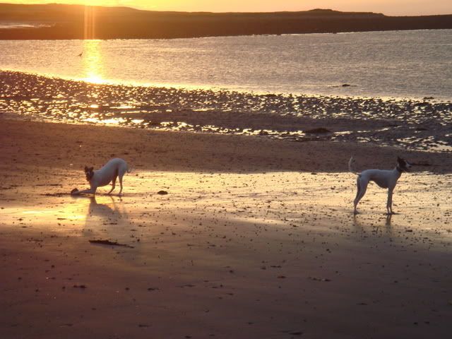 dogsatthebeach003.jpg