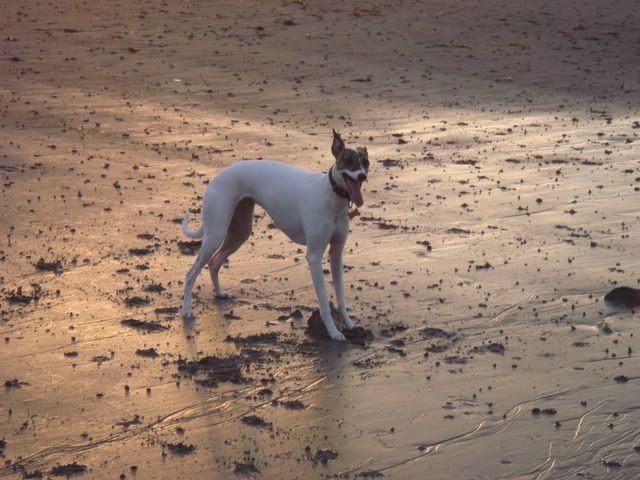 dogsatthebeach005.jpg