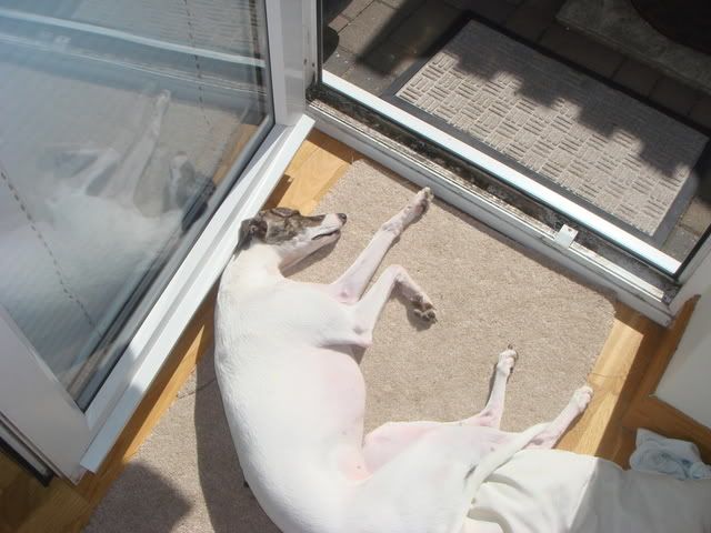 dogsinsun001.jpg