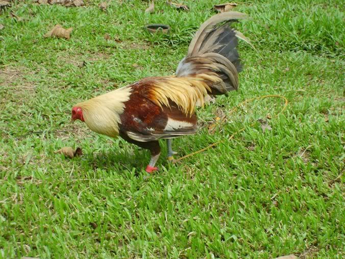 Larry-Carter-Fowl Larry Carter Fowl http://www.sabong.net.ph/forum/showthread.php?t ...