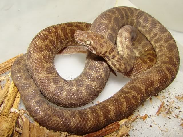 snake for sale