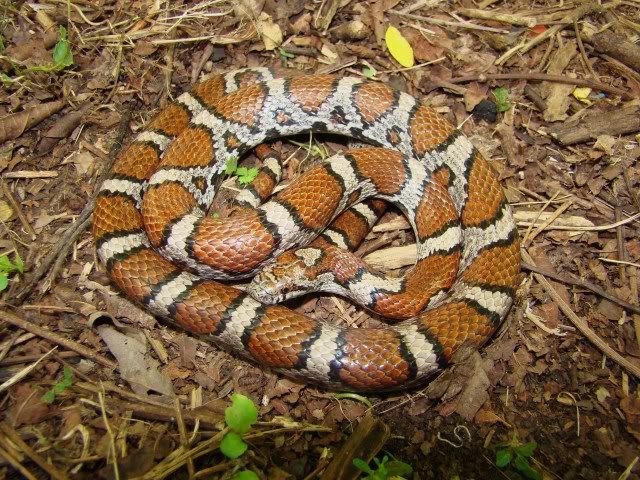 Eastern Milk Snake Vs Copperhead