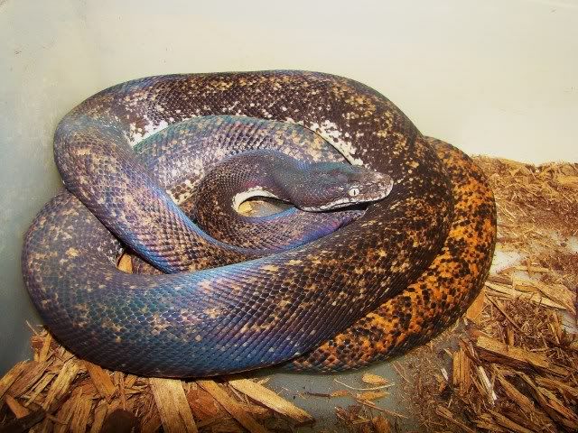 Savu Island Python