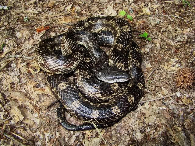 Cow Snake Pictures