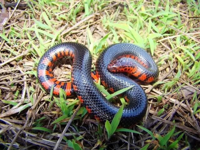 Some Kentucky Farancia and other recent snake finds