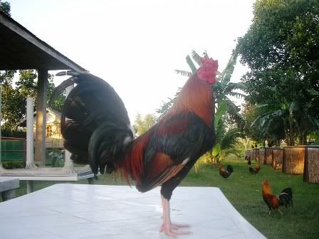 Ray-Alexander-Game-Fowl Ray Alexander Gamefowl http://www.sabong.net.ph/forum/showthread.php?t ...