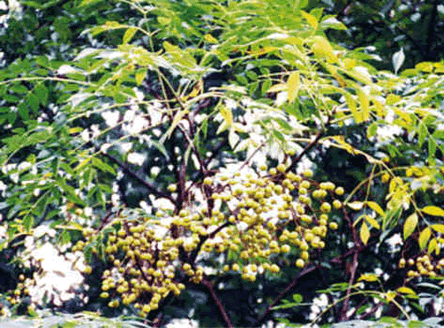 Cinamomo
