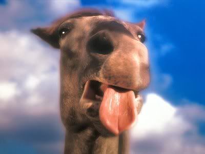 camelo.jpg image by rslonik