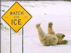 Icebear.jpg