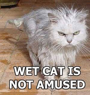 WetCatnotamused.jpg