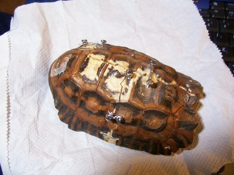 Tortoise with repaired shell