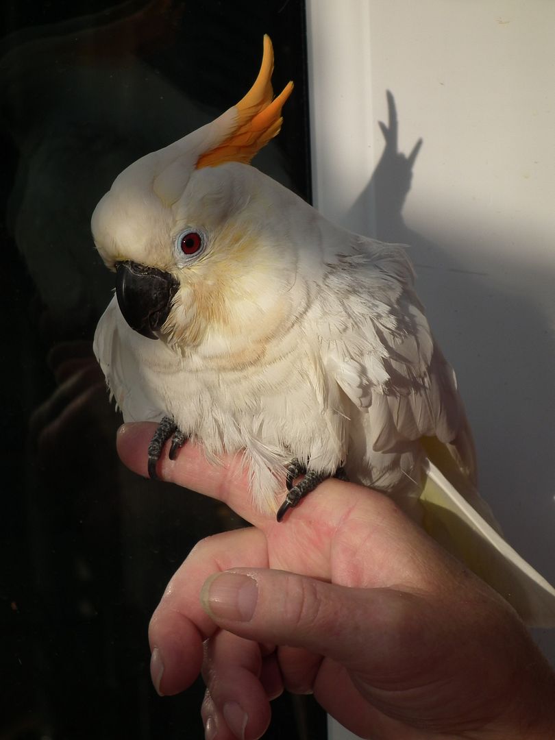 maya 8/10/12