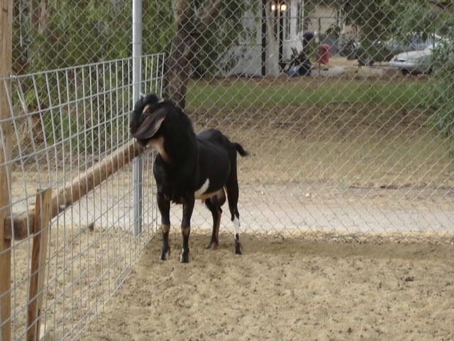 Dairy Buck Feeding - Goats