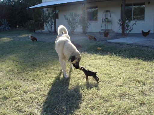 photo contest - Goats