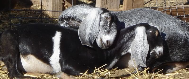 photo contest - Goats