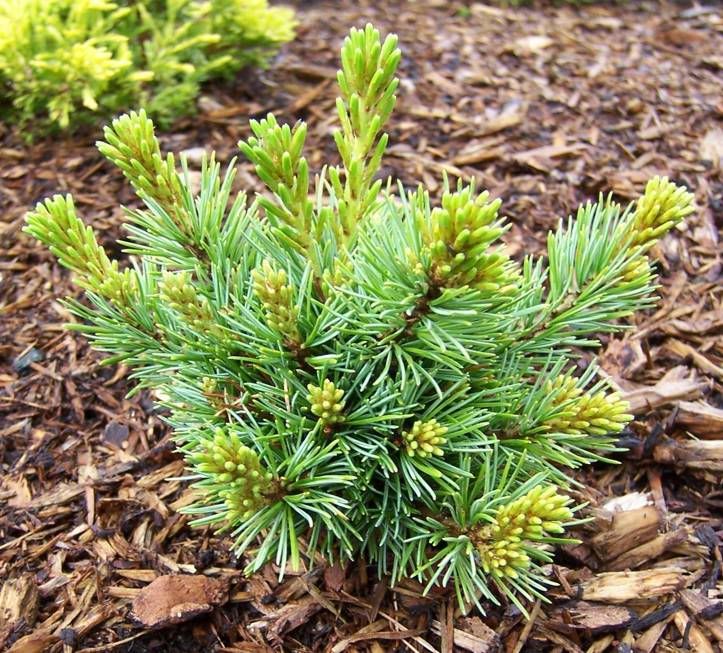 PinusparvifloraMiyajima10-VI-07.jpg image by jaro_in_Montreal