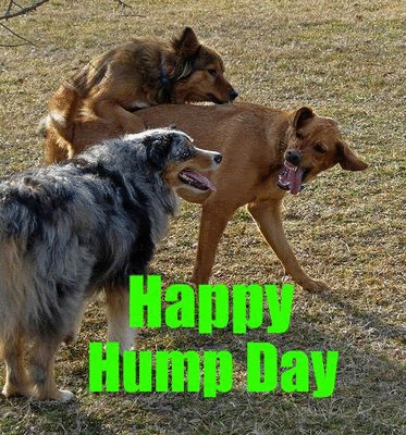 happy hump day, dogs, comment