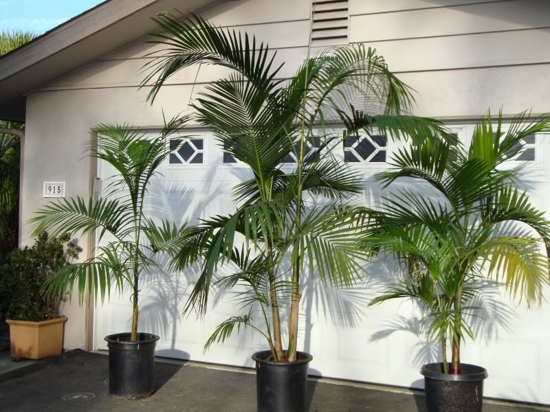 Some Palms For Sale - For Sale - PalmTalk