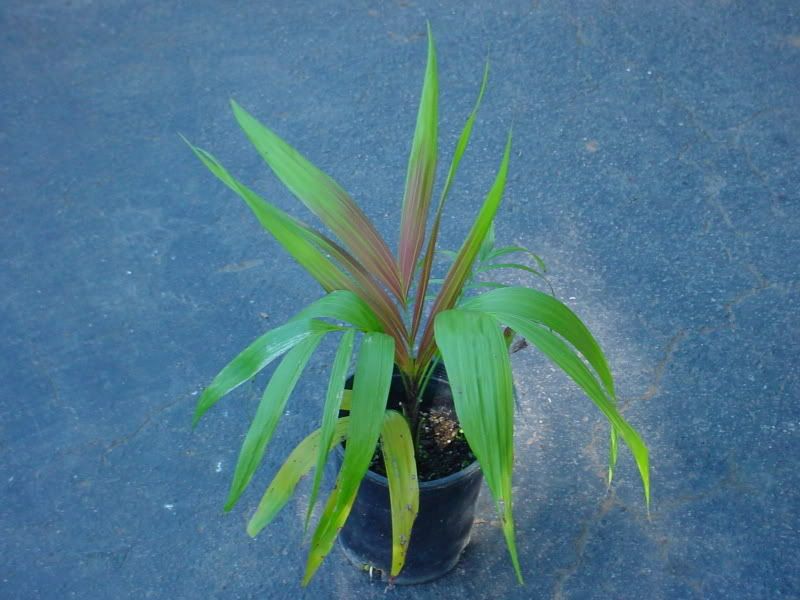 Dypsis_crinita_1g0.jpg