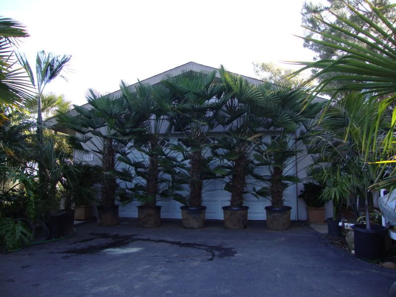 Trachycarpuswagnerianus20g.jpg