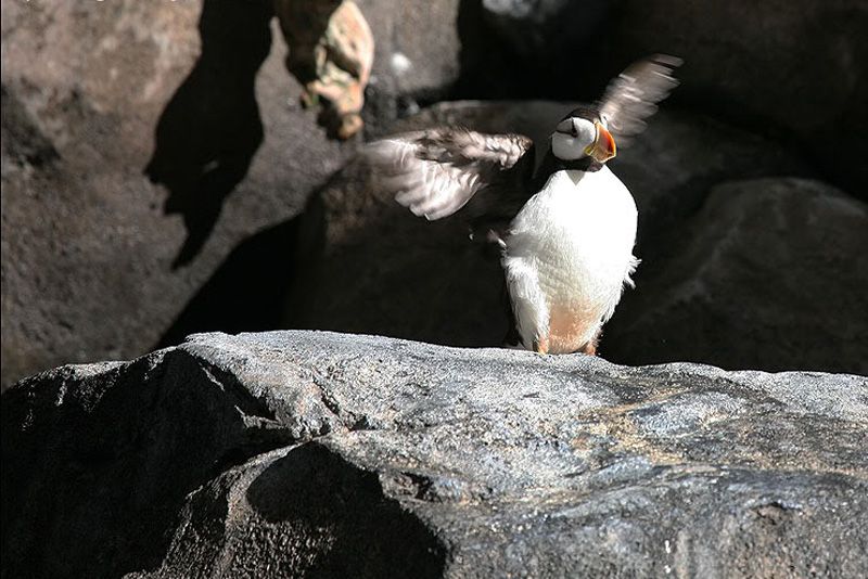 Подготовка к круизу HAL Ryndam вокруг Исландии с 20.06.15