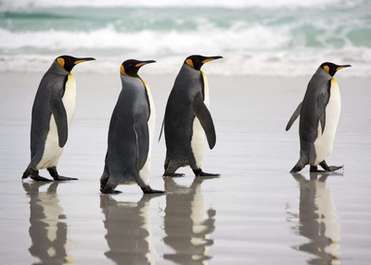 Новый год с пингвинами: идём в круиз HAL Zaandam вокруг Южной Америки c 20.12.15