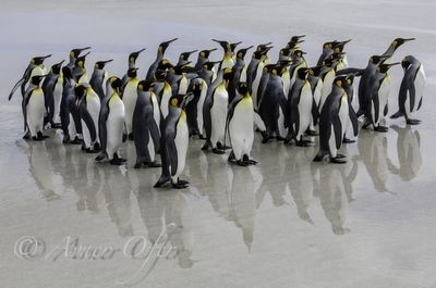 Новый год с пингвинами: идём в круиз HAL Zaandam вокруг Южной Америки c 20.12.15