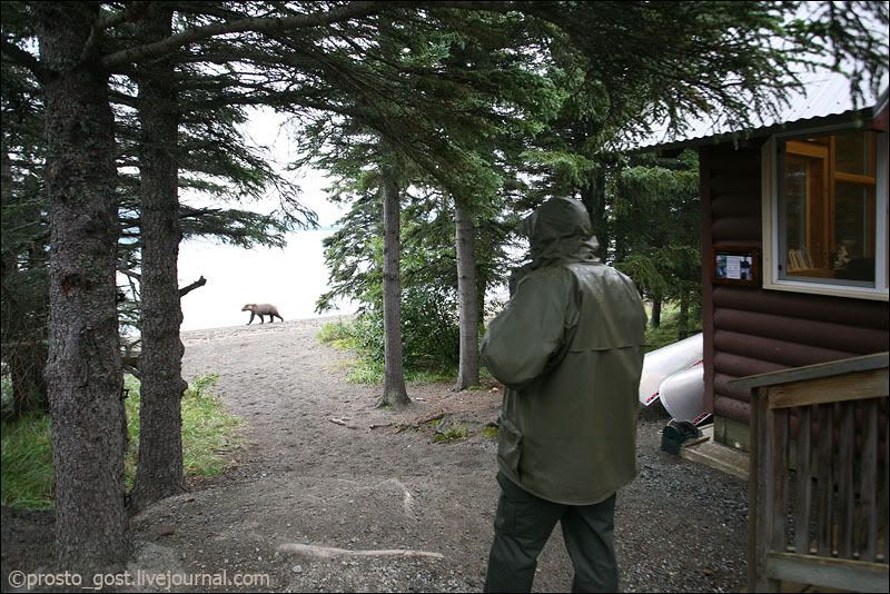 Катмай, осторожно: медведи и трафик Photobucket