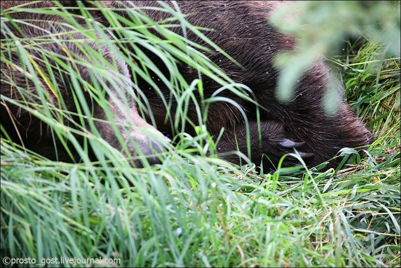 Катмай, осторожно: медведи и трафик Photobucket