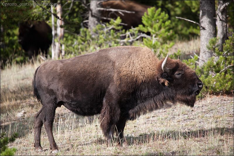  Yellowstone, животные photo IMG_7660_zps42dd90e0.jpg