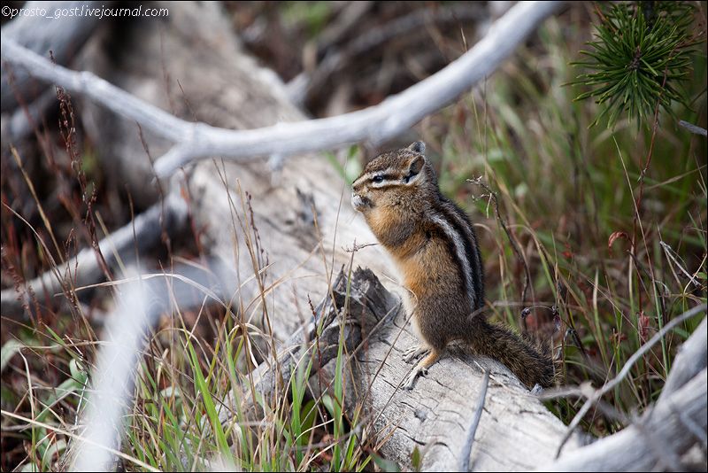  Yellowstone, животные photo IMG_7680_zps0a7a7dcc.jpg