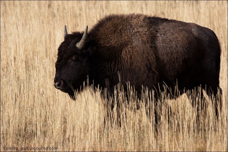  Yellowstone, животные photo IMG_7692_zps533cfa99.jpg