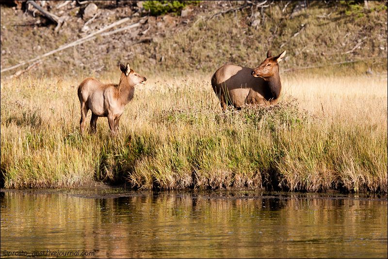  Yellowstone, животные photo IMG_7721_zps1c5eacbb.jpg
