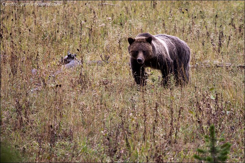  Yellowstone, животные photo IMG_7745_zps15f7890f.jpg