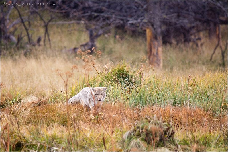  Yellowstone, животные photo IMG_7786_zpsd8076e8b.jpg