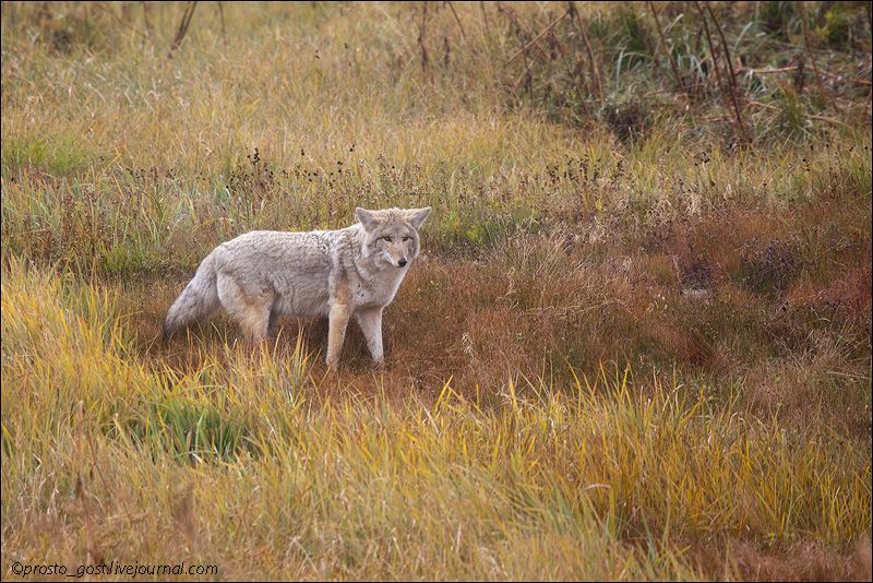  Yellowstone, животные photo IMG_7817_zps653bedbc.jpg