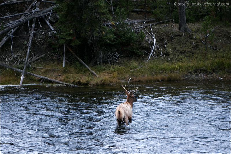 Yellowstone, животные photo OH9A8598_zpsecc62481.jpg