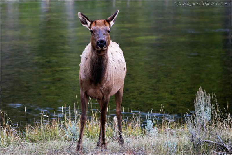  Yellowstone, животные photo OH9A8605_zps78259712.jpg